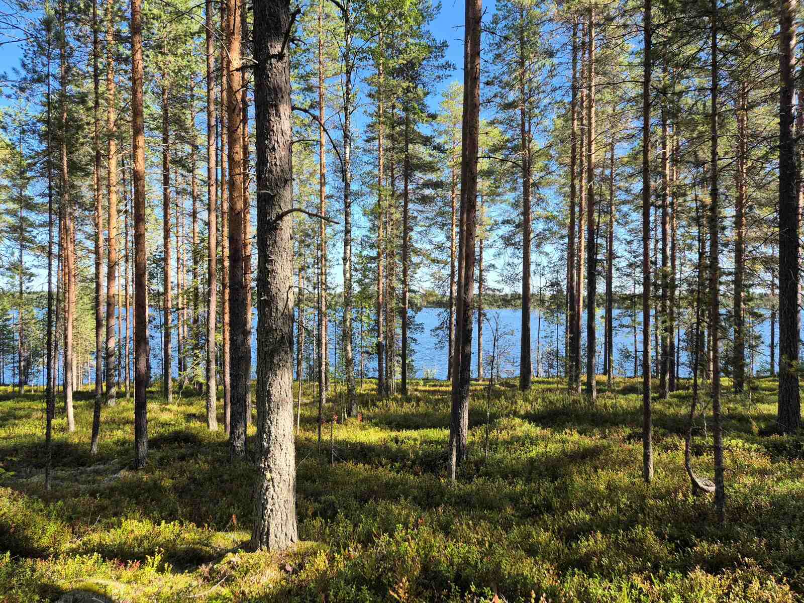 Rantamännikköön paistaa aurinko, järvi näkyy taustalla.