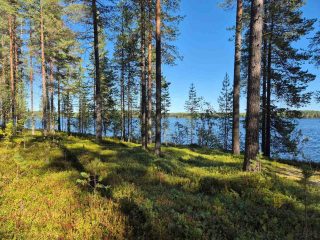 Rantamännikköön paistaa aurinko, järvi näkyy taustalla.