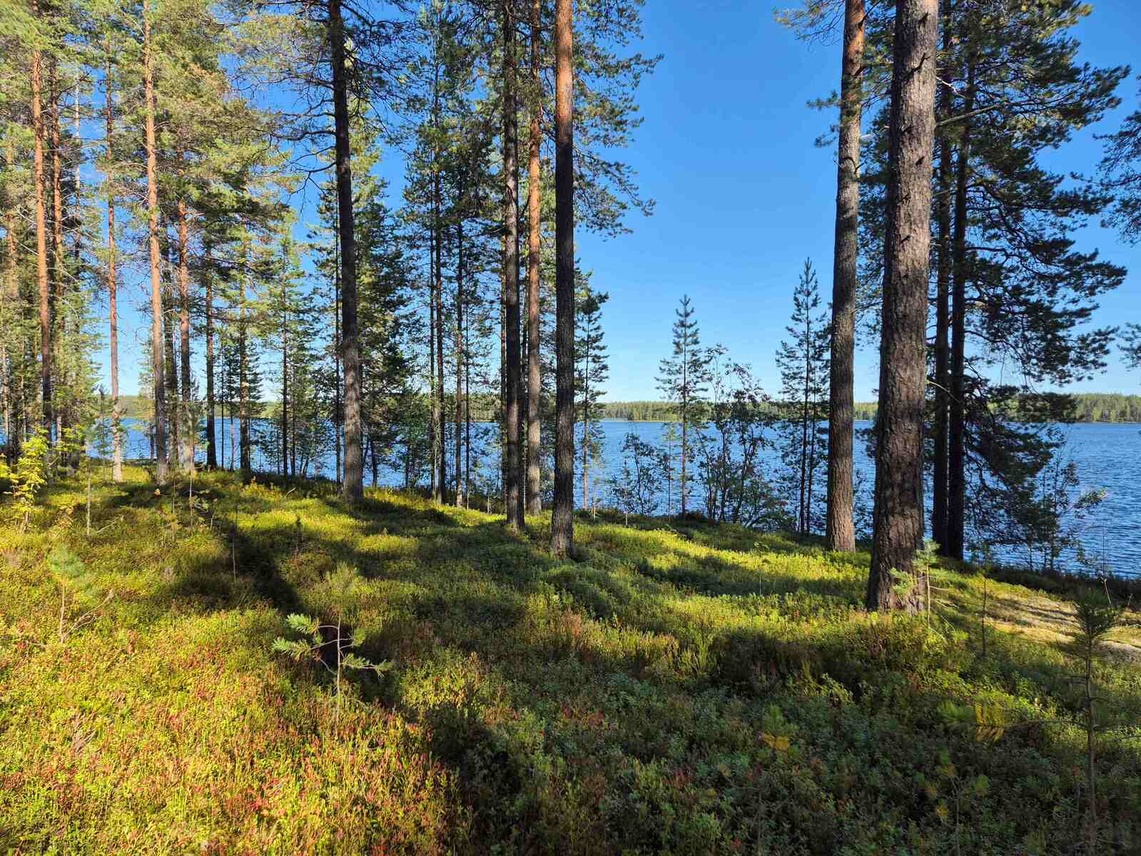 Rantamännikköön paistaa aurinko, järvi näkyy taustalla.