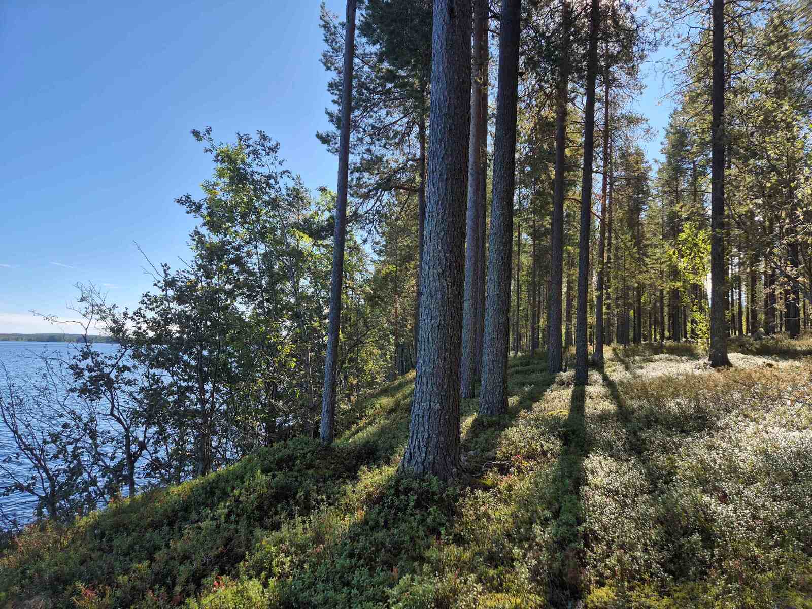 Rantamännikköön paistaa aurinko, järvi näkyy taustalla.