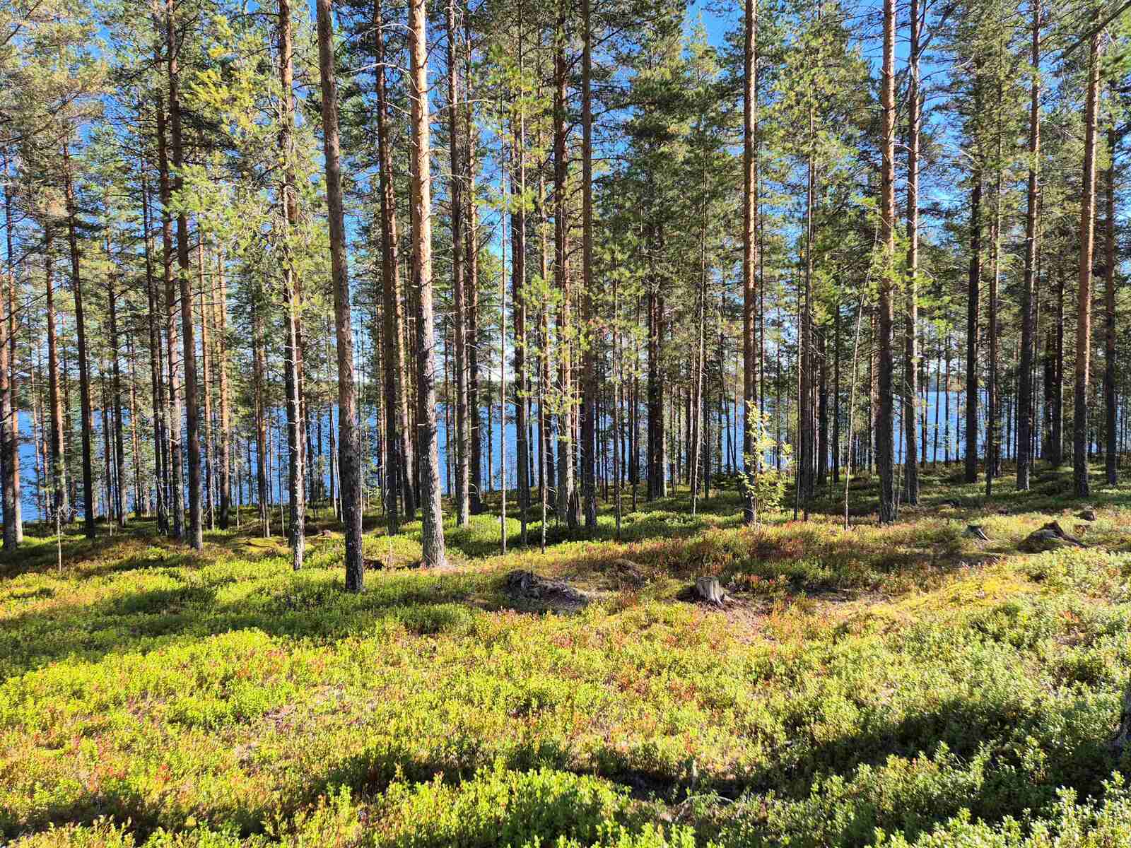 Aurinko paistaa mäntymetsään, järvi näkyy taustalla.