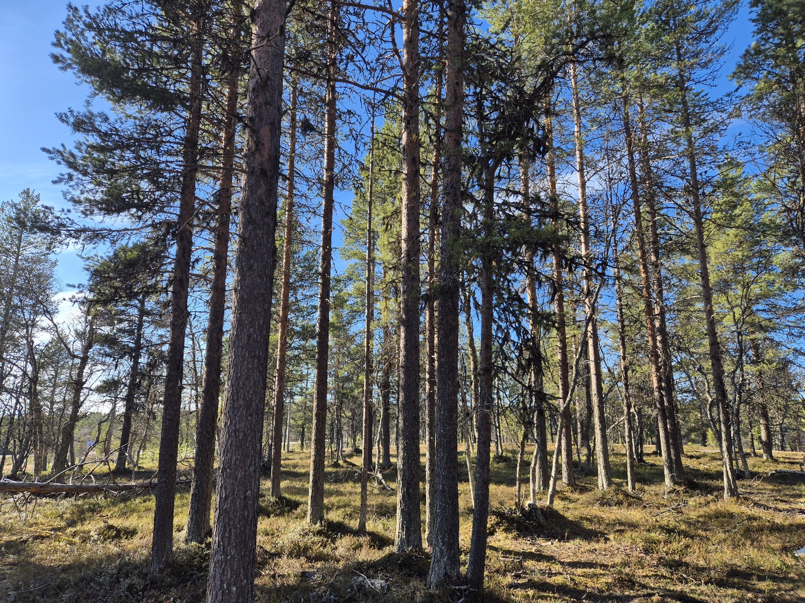 Kuva tontilta, kuvassa tontilla olevaa puustoa