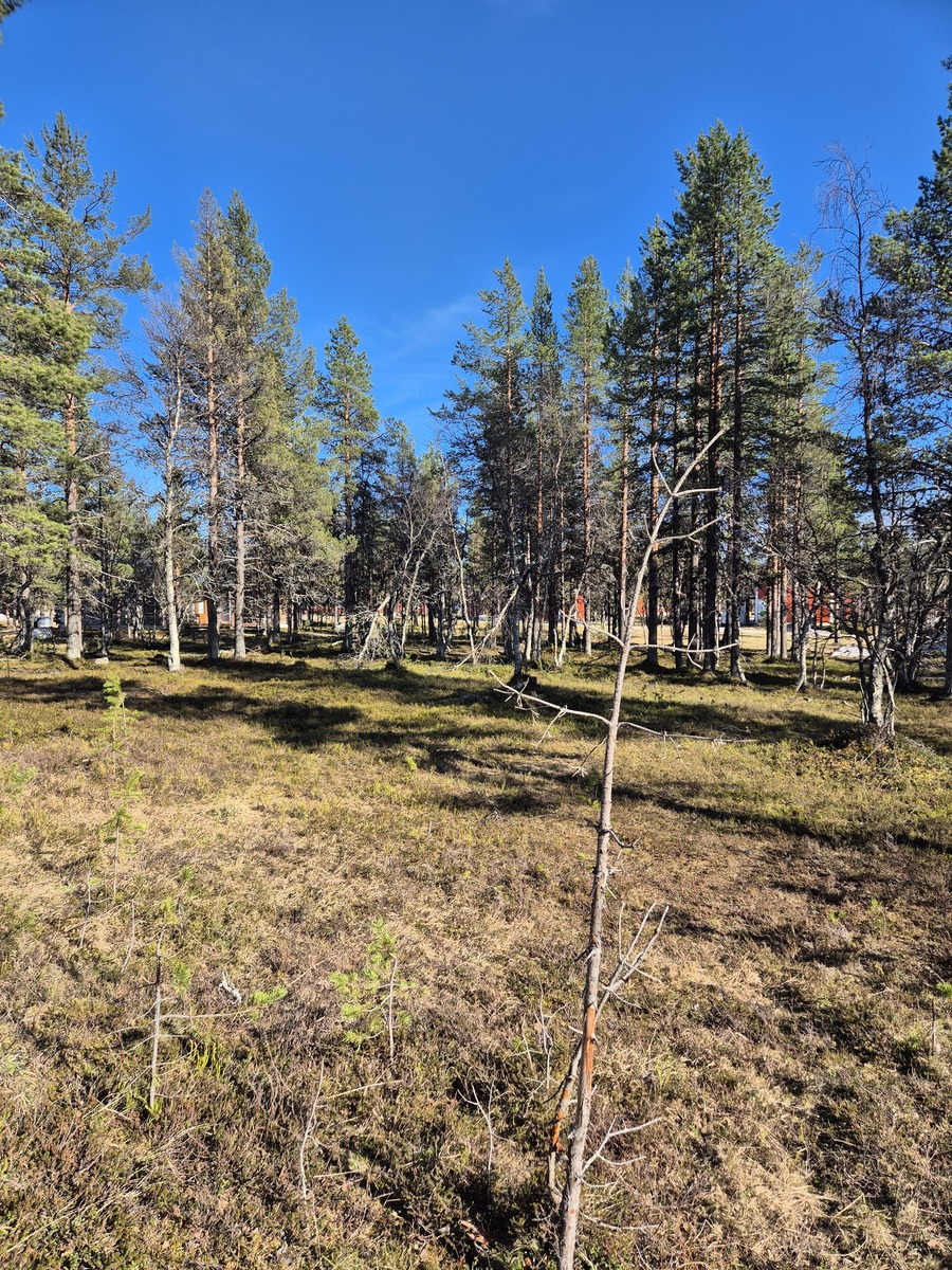 Kuva tontilta, kuvassa tontilla olevaa puustoa