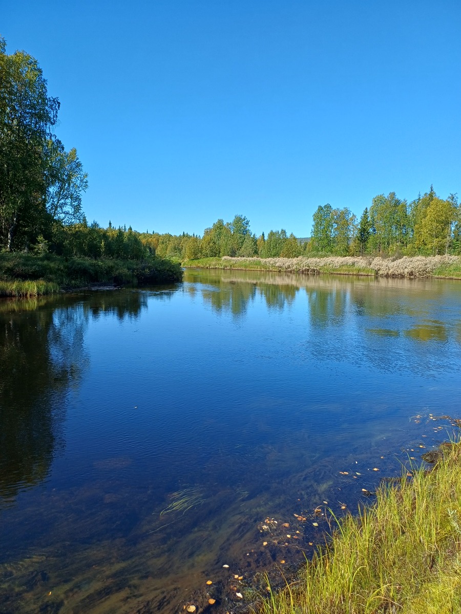 Kesäinen tyyni jokivarsi.