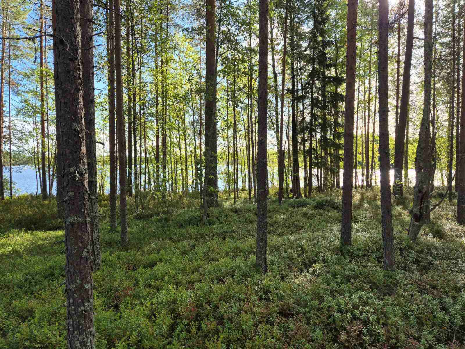 Valoisa ja hyvin harvennettu mäntykangas, maassa kasvaa erilaisia varpuja, aurinko paistaa.