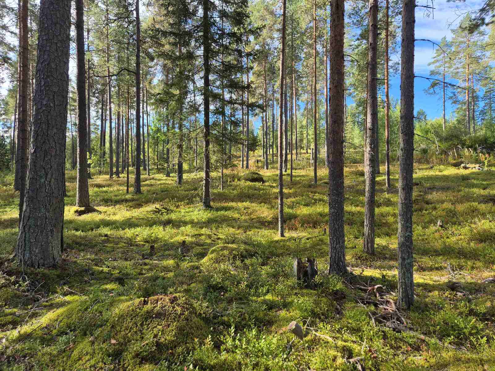 Valoisa ja hyvin harvennettu mäntykangas, maassa kasvaa erilaisia varpuja, aurinko paistaa.