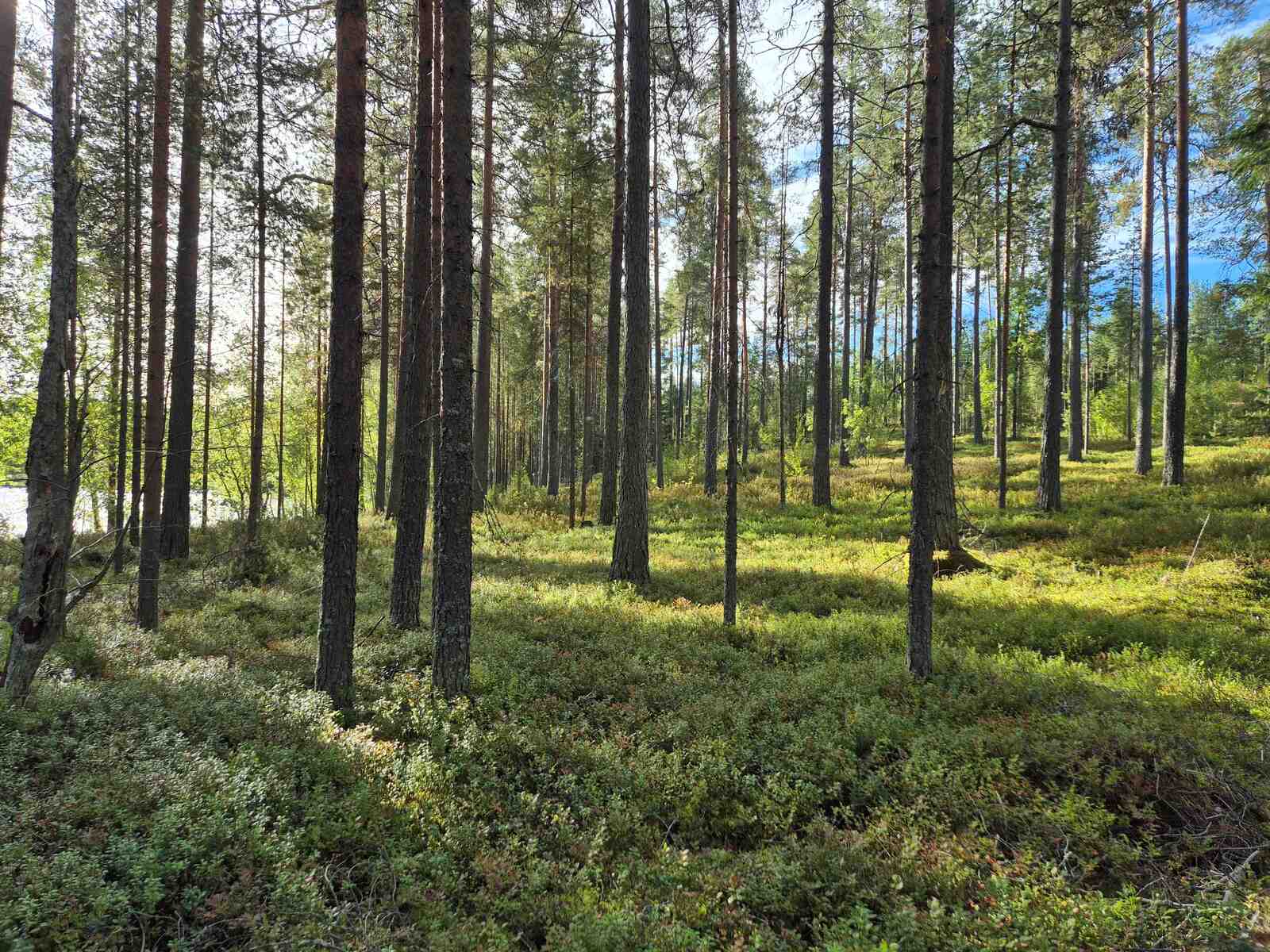 Valoisa ja hyvin harvennettu mäntykangas, maassa kasvaa erilaisia varpuja, aurinko paistaa.