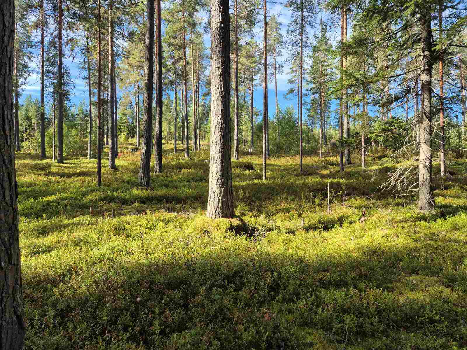 Valoisa ja hyvin harvennettu mäntykangas, maassa kasvaa erilaisia varpuja, aurinko paistaa.