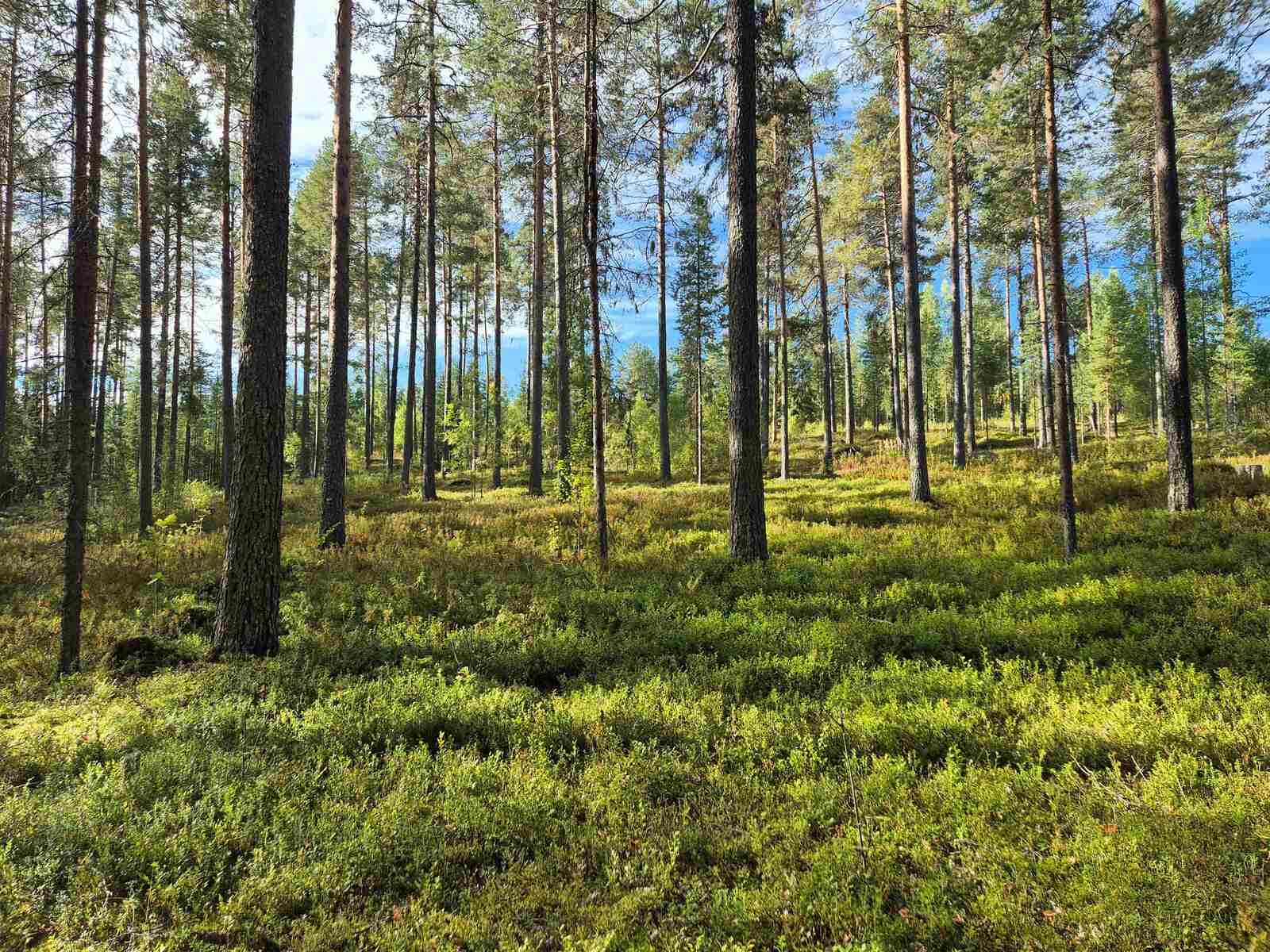 Valoisa ja hyvin harvennettu mäntykangas, maassa kasvaa erilaisia varpuja, aurinko paistaa.