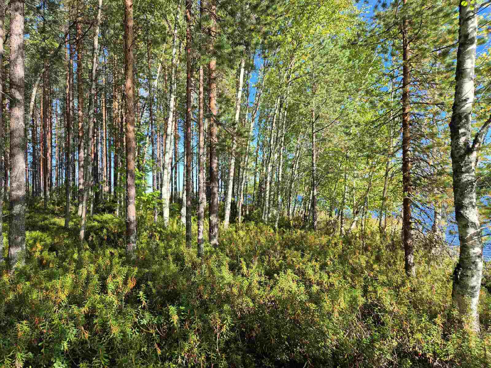 Rannan tuntumassa kasvaa tiheää nuorta puustoa, maassa on suopursuja.