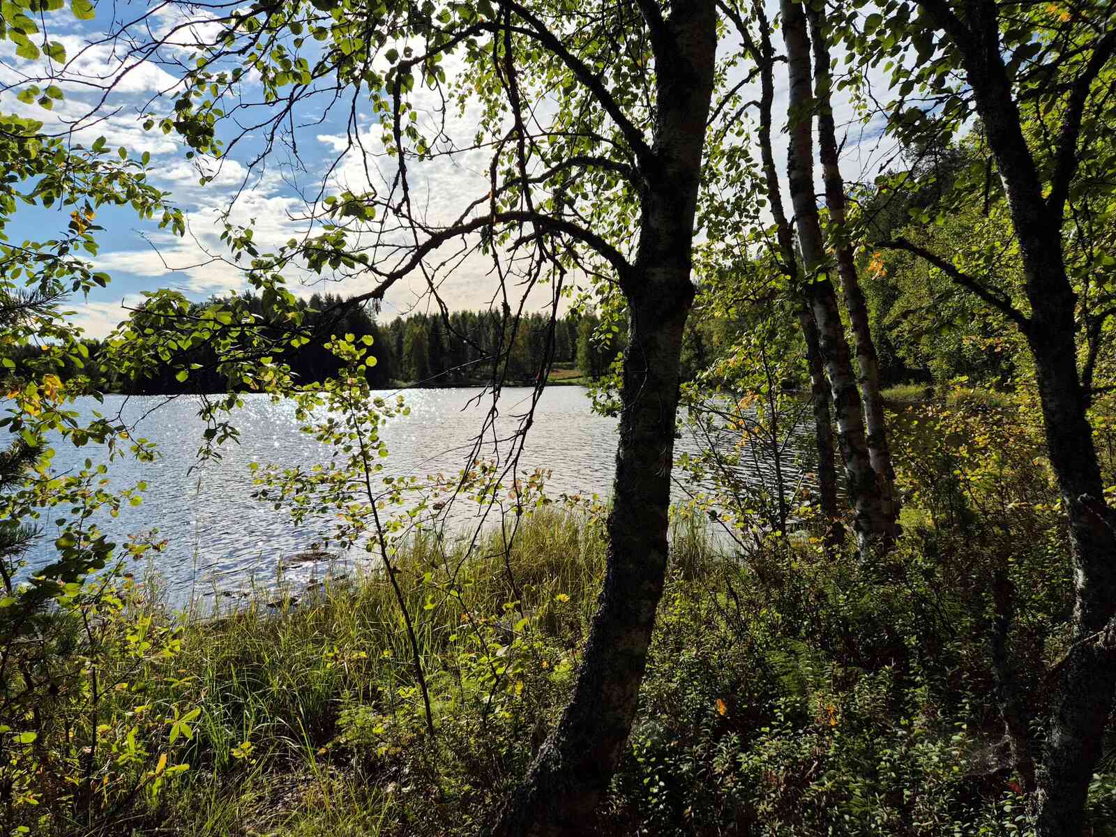 Aurinko paistaa järvellä, rannalla kasvaa lehtipuita.