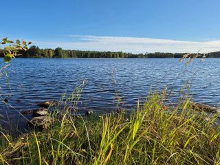Järven pinta aaltoilee tuulessa, aurinko paistaa, rantavedessä on vesikasvillisuutta.