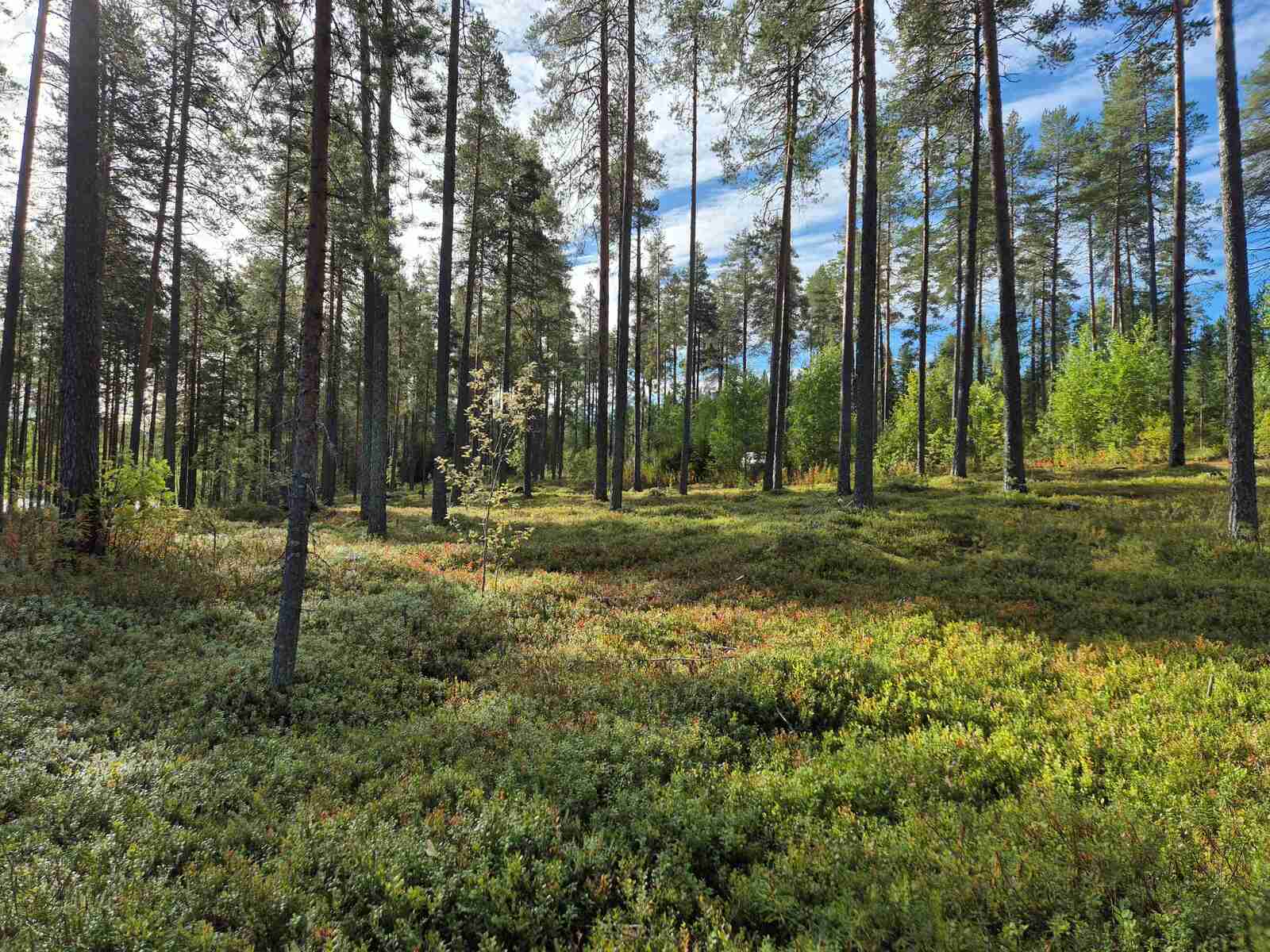 Hyvin harvennettu mäntykangas, aurinko paistaa ja valaisee metsän.