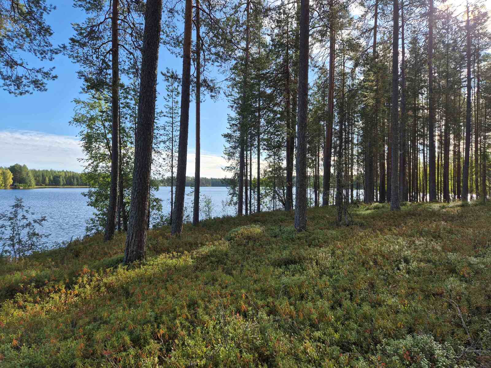 Rannan mäntymetsää, maassa kasvaa varpuja, taustalla aurinkoinen järvi.
