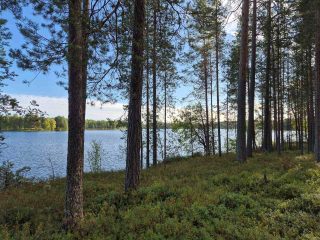 Rannan mäntymetsää, maassa kasvaa varpuja, taustalla aurinkoinen järvi.