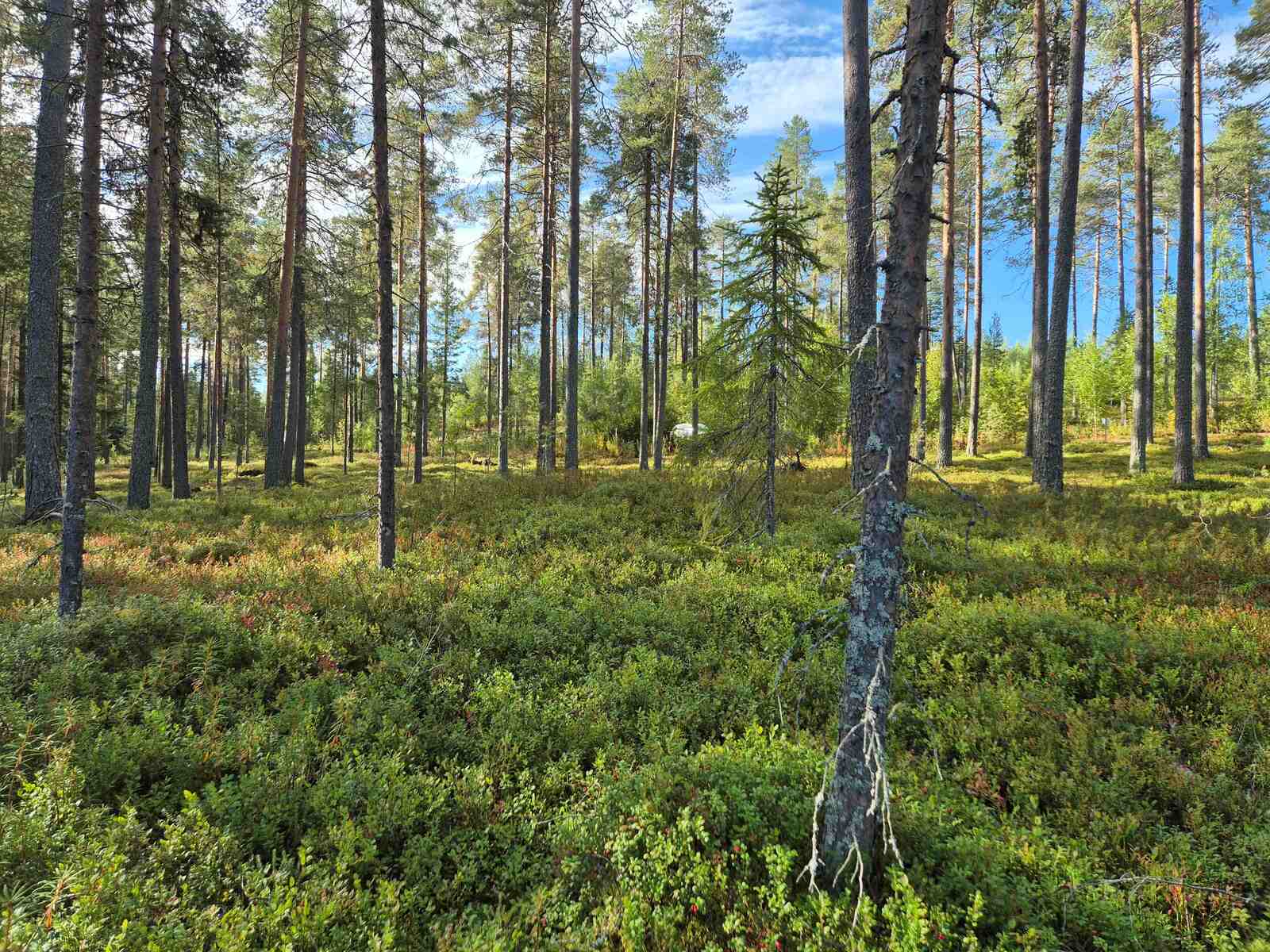 Hyvin harvennettu mäntykangas, aurinko paistaa ja valaisee metsän.
