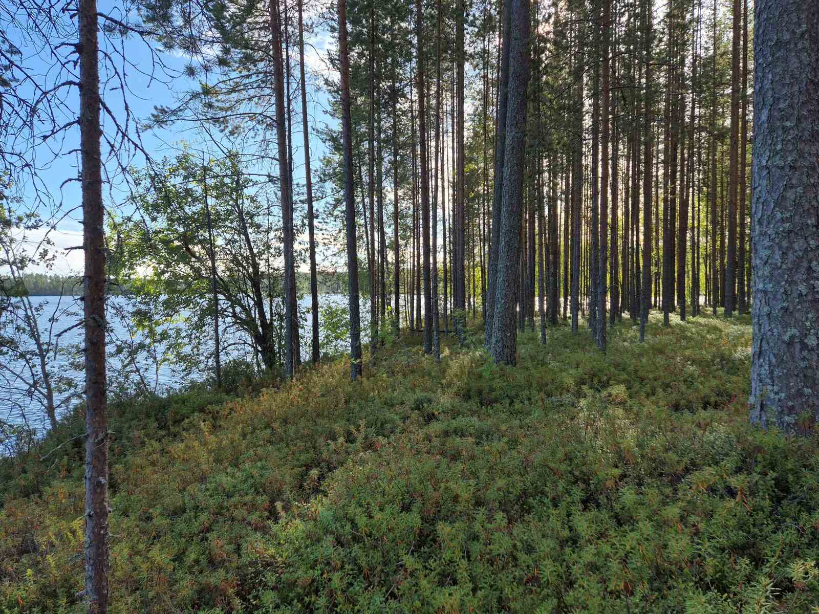 Rantatörmällä kasvaa mäntyjä, maassa kasvaa erilaisia varpuja, aurinko paistaa taustalla.