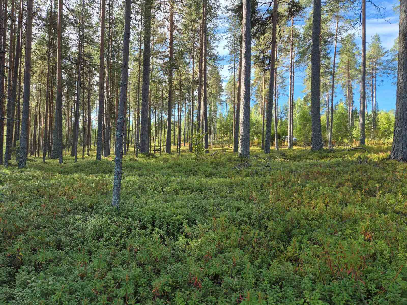Hyvin harvennettu mäntykangas, aurinko paistaa ja valaisee metsän.