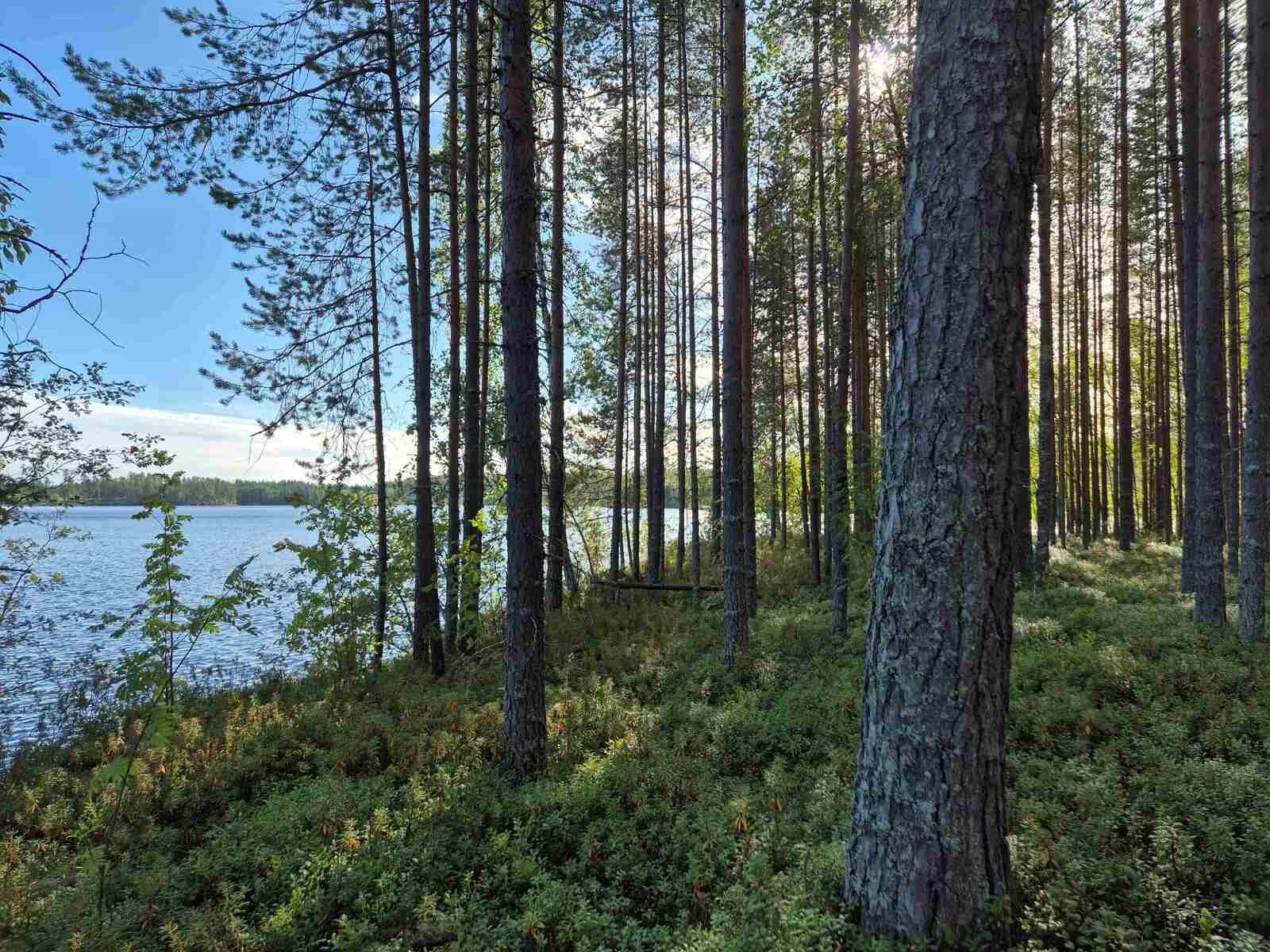 Rannan mäntymetsää, maassa kasvaa varpuja, taustalla aurinkoinen järvi.