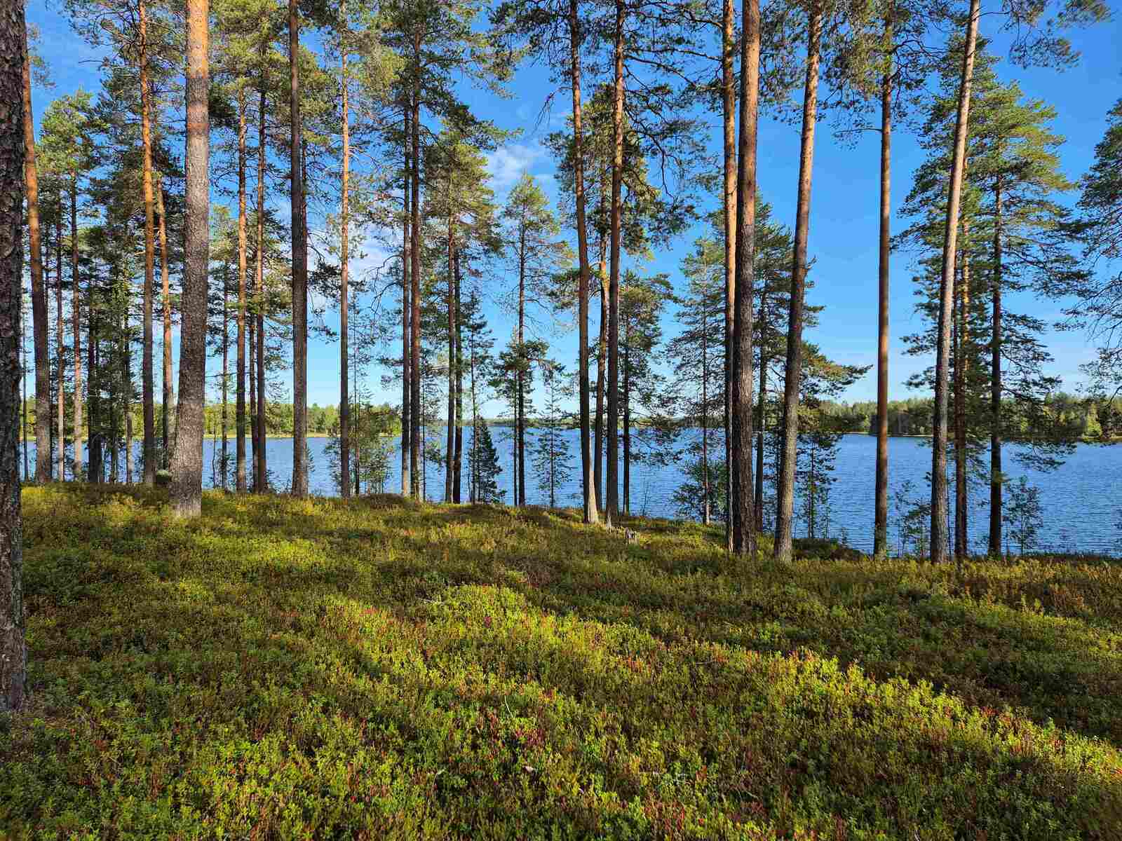 Aurinkoinen rantatörmä, jolla kasvaa harvaan varttuneita mäntyjä, taustalla näkyy järvi.