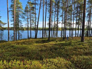 Aurinkoinen rantatörmä, jolla kasvaa harvaan varttuneita mäntyjä, taustalla näkyy järvi.