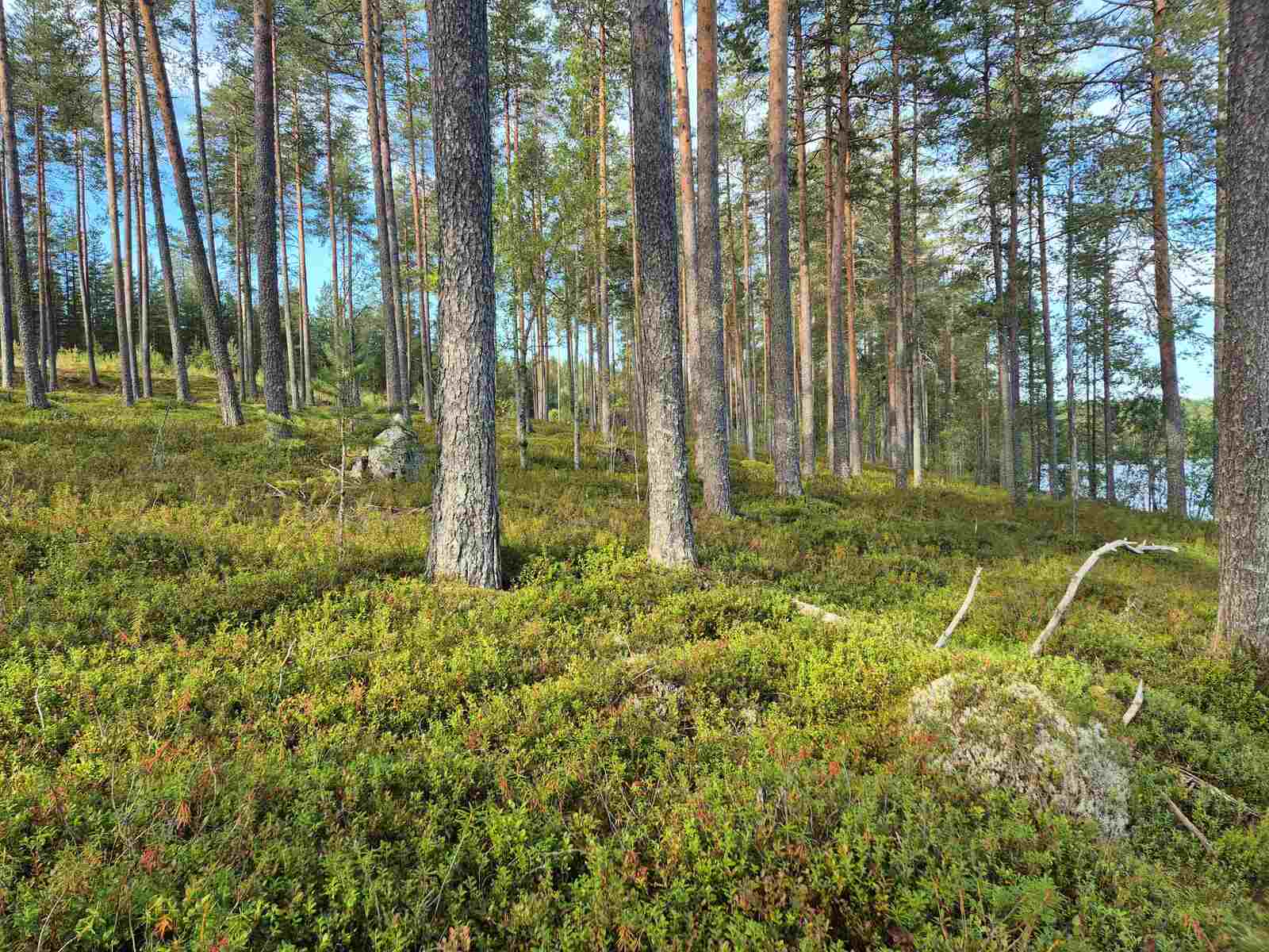 Aurinkoinen ja harva mäntykangas, maassa kasvaa varpuja.