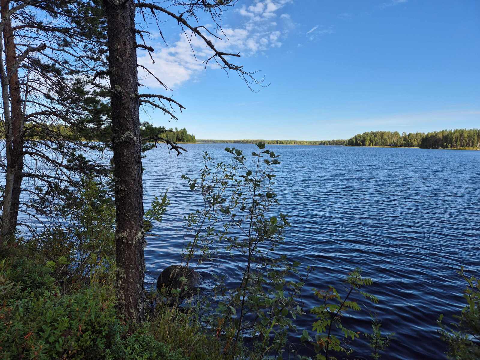 Järvimaisema, etualalla on varttuneempi mänty ja pari pientä pihlajaa, kaukana näkyy vastaranta.