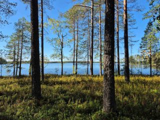 Rannalla kasvaa varttuneita mäntyjä ja nuoria lehtipuita, taustalla näkyy järvi.