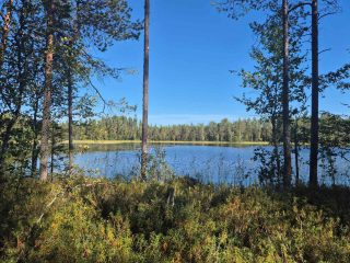 Maisema järvelle, edessä on muutama nuorehko puu, vastaranta kylpee auringossa.