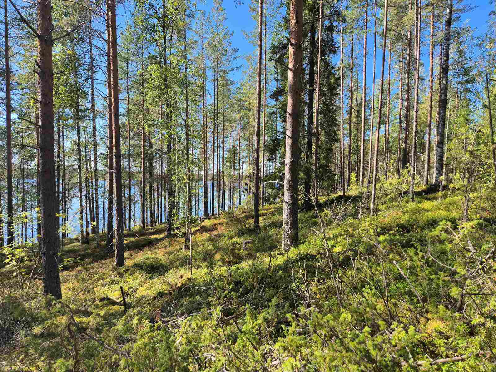 Auringossa kylpevää harvaa mäntyvaltaista sekametsää.