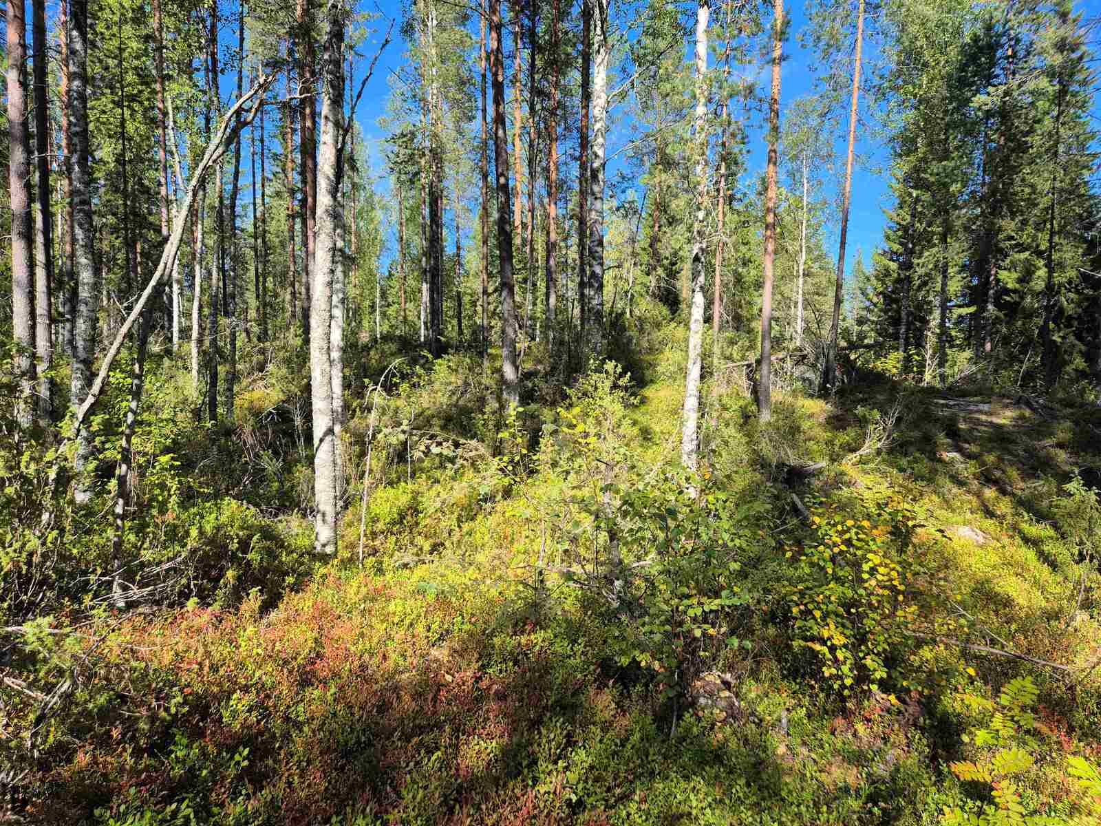 Auringossa kylpevää harvaa mäntyvaltaista sekametsää, maasto nousee tontin takalaitaa kohden.