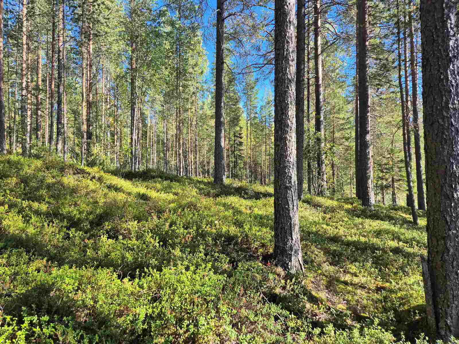 Auringossa kylpevää harvaa mäntyvaltaista sekametsää, maasto nousee tontin takalaitaa kohden.