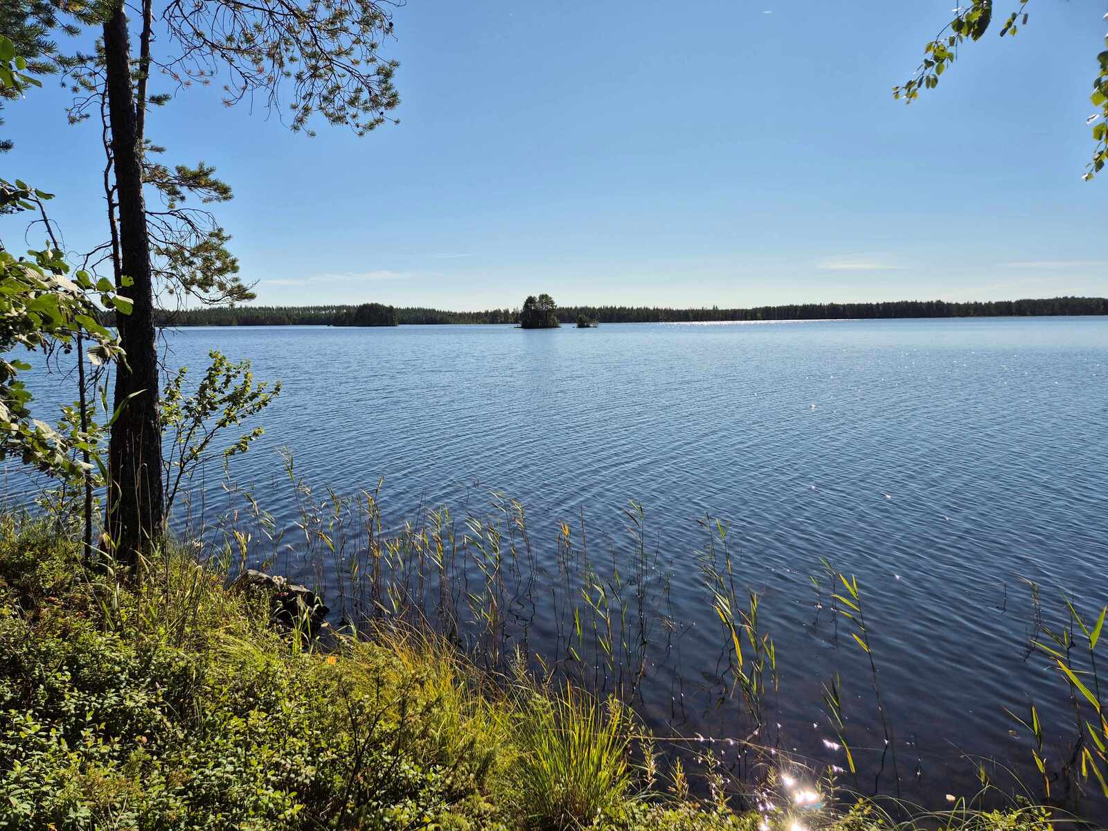 Rantavedessä on vähäisesti vesikasvillisuutta, vastaranta näkyy kaukaisuudessa.