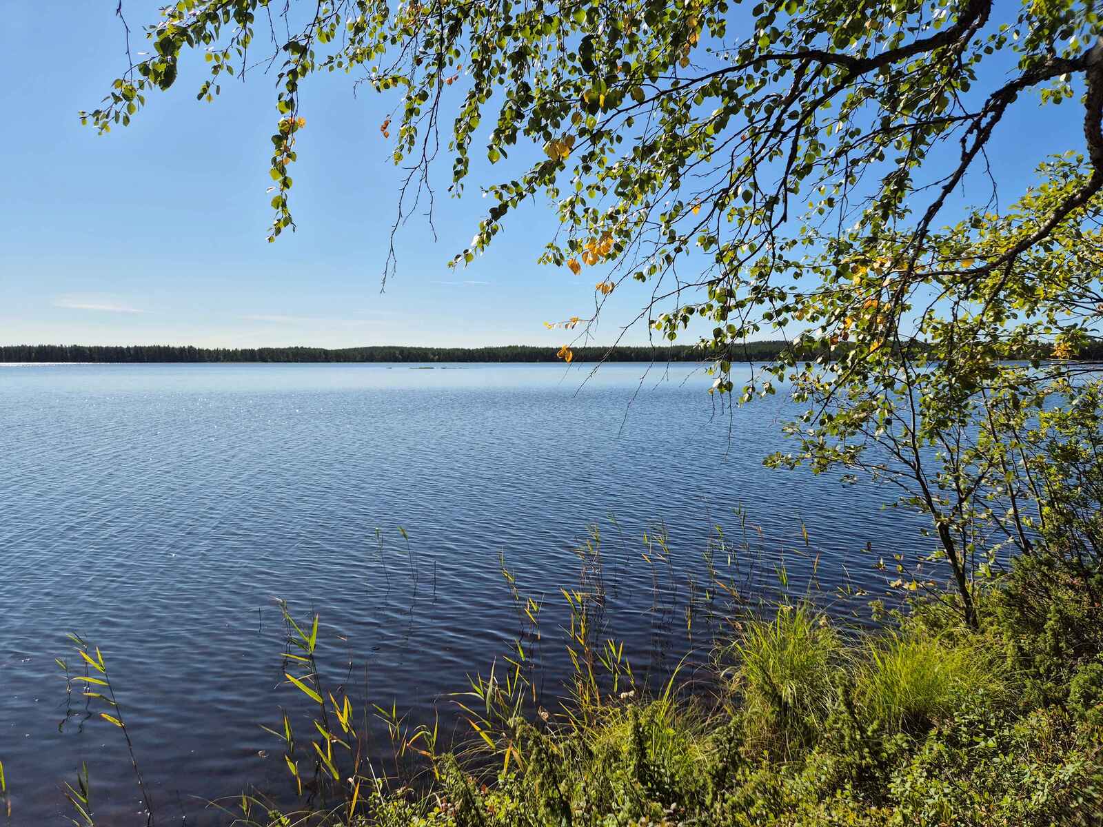Maisema järvelle, vastaranta näkyy tummana viivana, puun oksat laskeutuvat kuvaan.