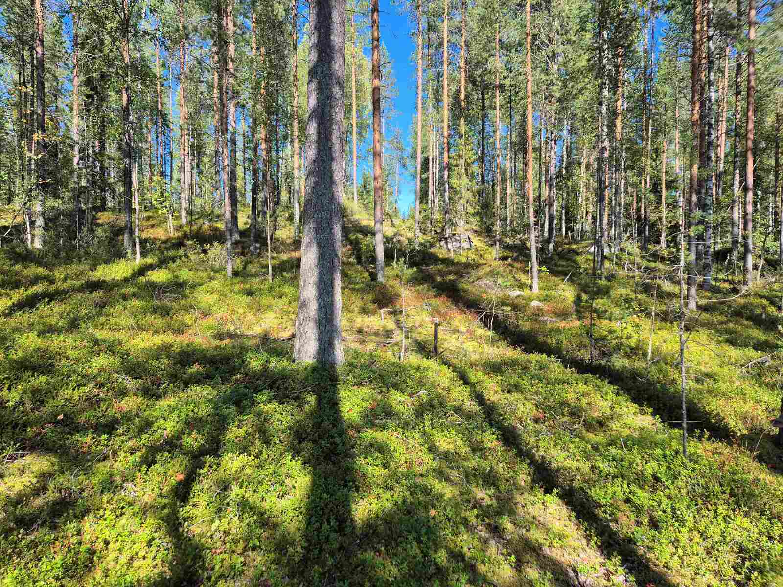 Auringossa kylpevää harvaa mäntyvaltaista sekametsää, maasto nousee tontin takalaitaa kohden.