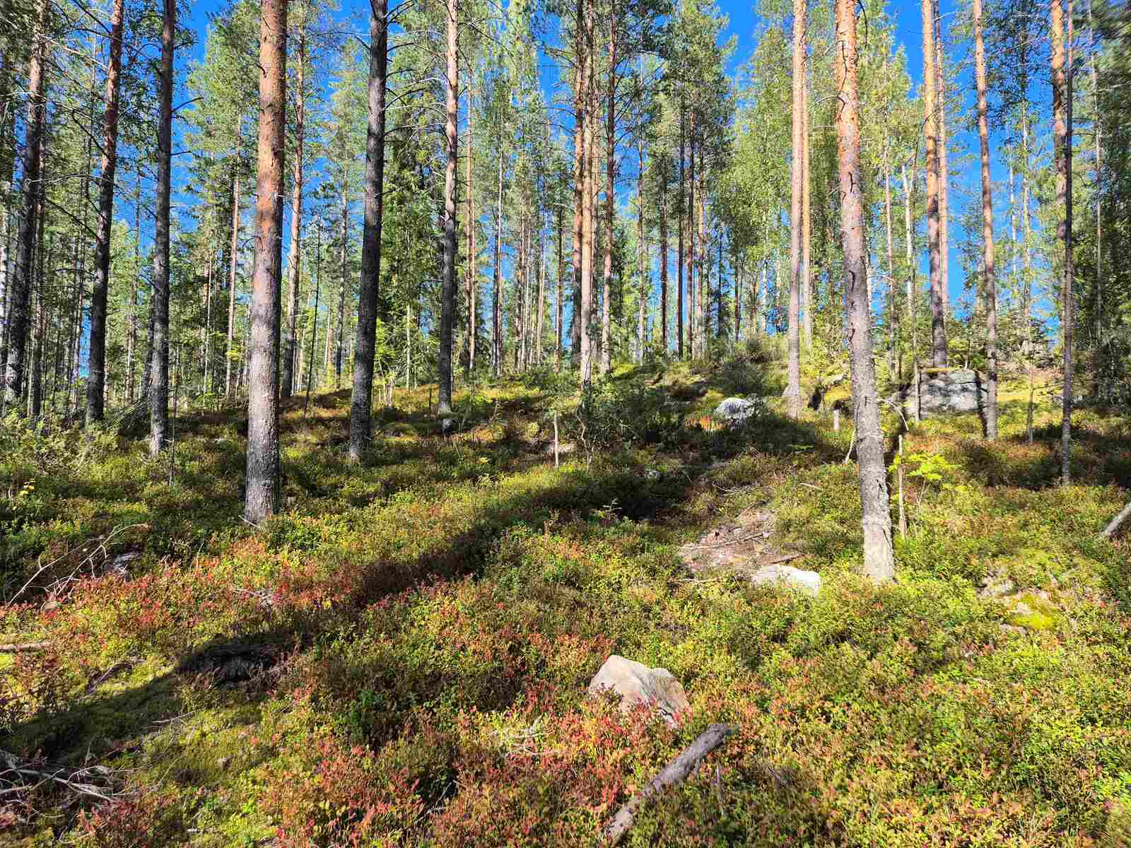 Auringossa kylpevää harvaa mäntyvaltaista sekametsää, maasto nousee tontin takalaitaa kohden.