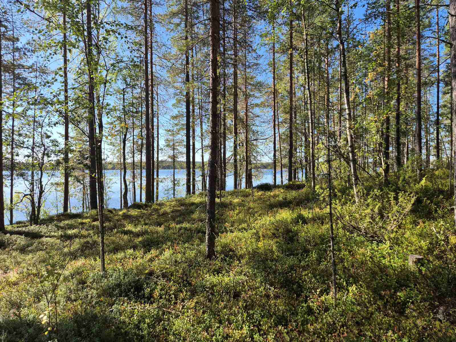 Auringossa kylpevää harvaa mäntyvaltaista sekametsää.