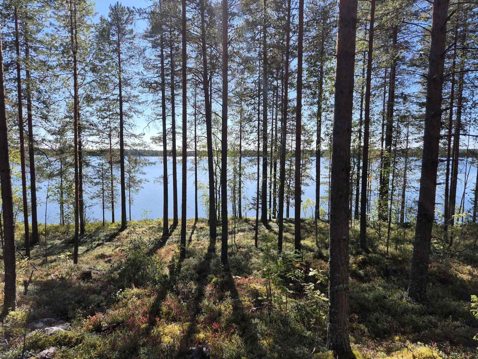 Aurinko paistaa järveltä rannalle, puut heittävät varjonsa maahan.
