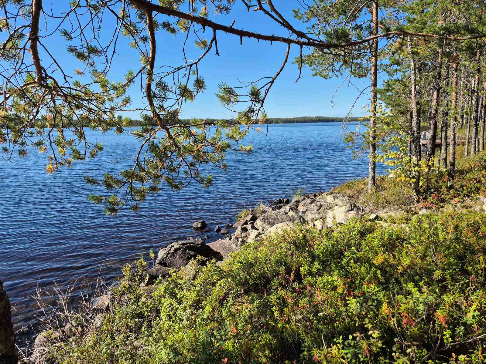 Rannassa on kivikkoista, männyn oksat työntyvät järvimaisemaan.