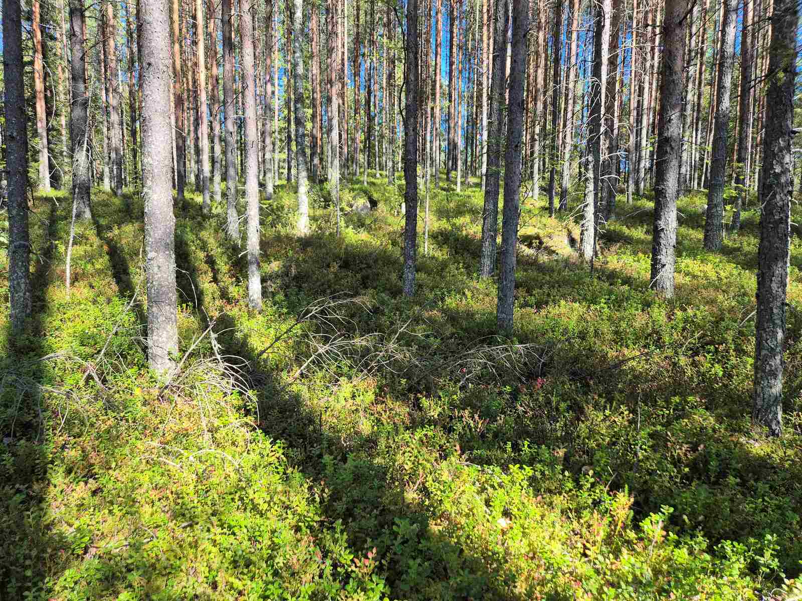 Auringossa kylpevää mäntymetsää, aluskasvillisuuden seassa näkyy kiviä.