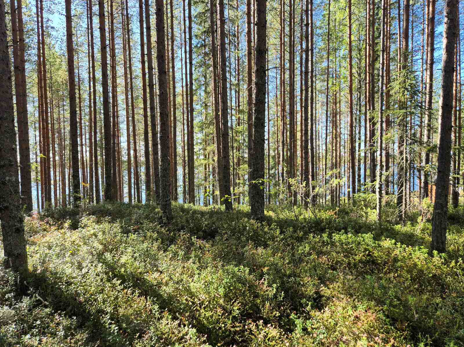 Auringossa kylpevää mäntymetsää, maasto on rinteinen.