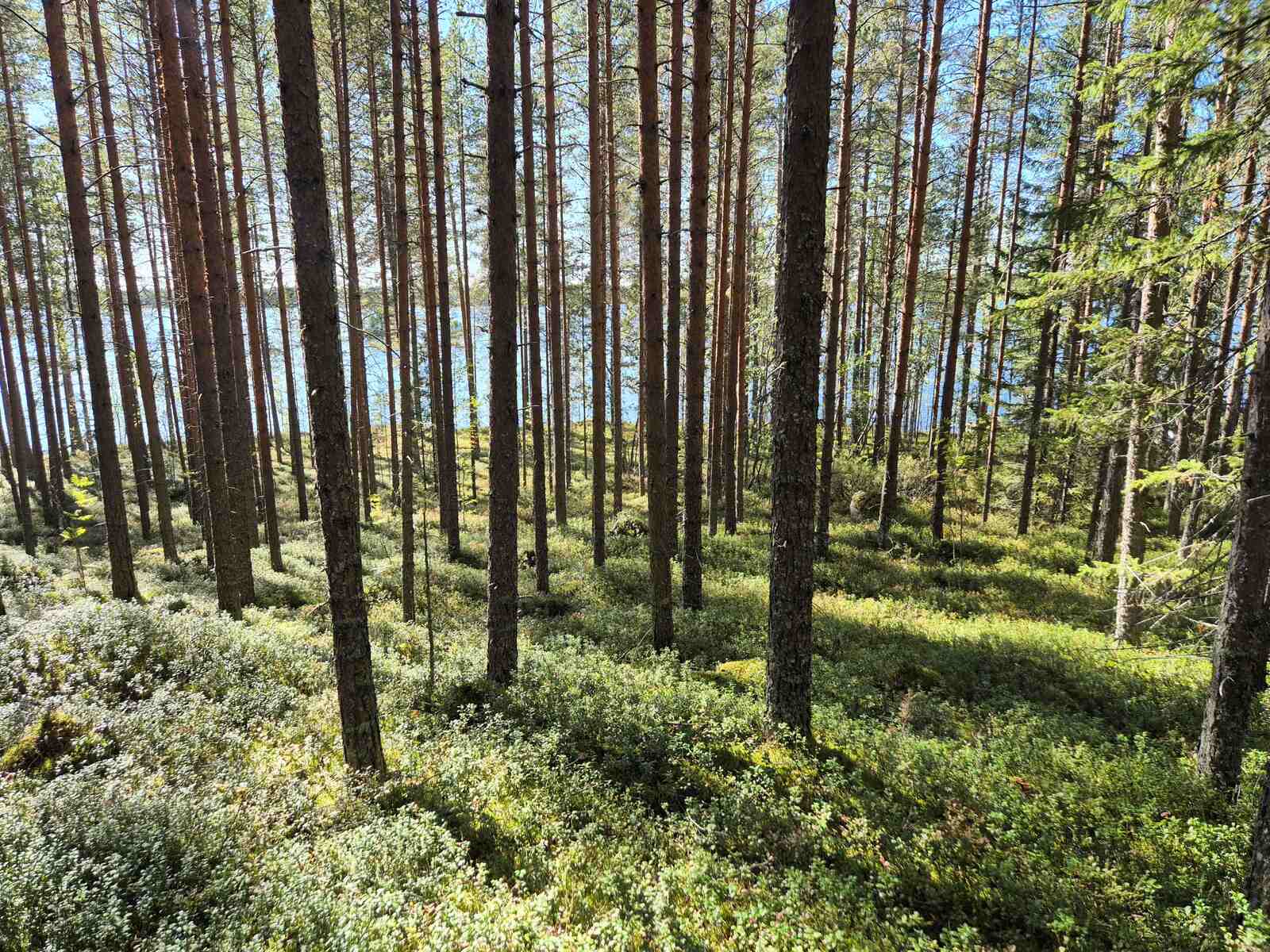 Auringossa kylpevää mäntymetsää, maasto on rinteinen.