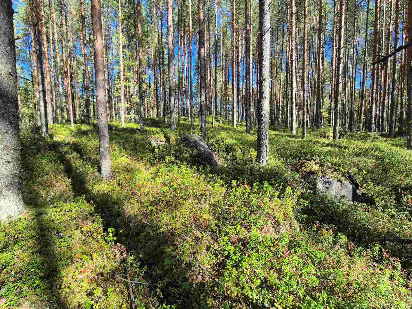 Auringossa kylpevää mäntymetsää, aluskasvillisuuden seassa näkyy kiviä.