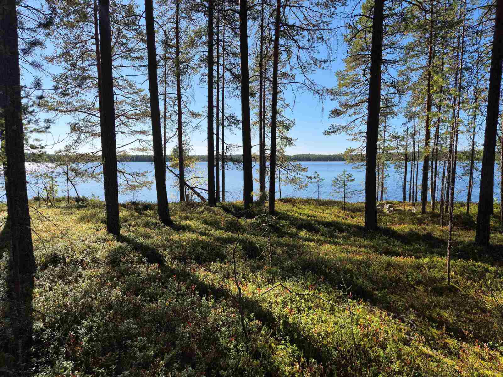 Aurinko paistaa järvelle ja rantaan, rannalla on vanhoja ja nuoria mäntyjä.