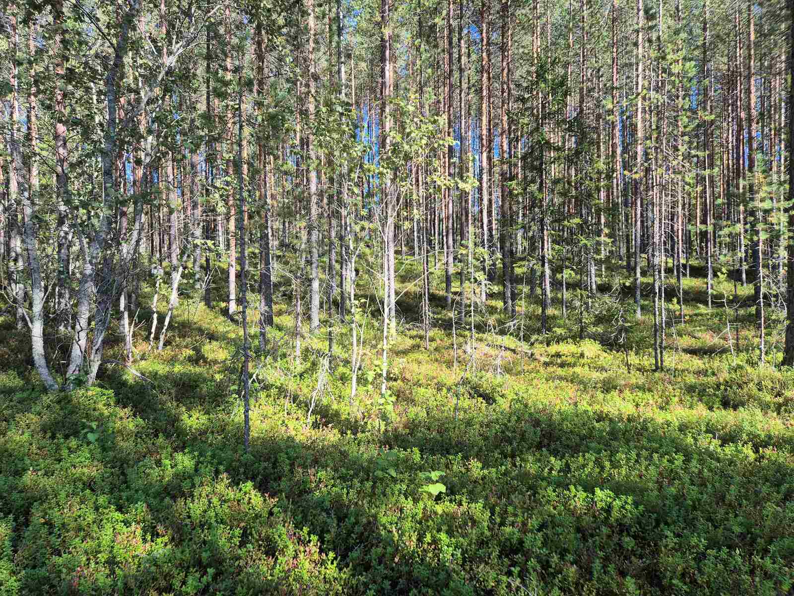 Tiheämpää nuorten mäntyjen täyttämää metsää, jonne aurinko paistaa.
