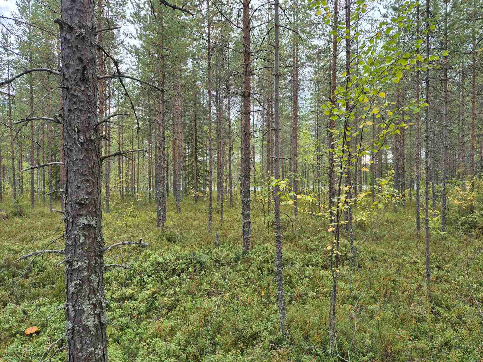 Tontin tasaista maastoa ja harvaan kasvavia mäntyjä, sää on pilvinen.