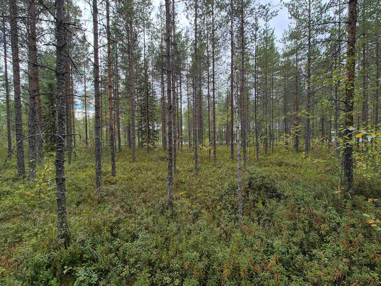 Tontin tasaista maastoa ja harvaan kasvavia mäntyjä, sää on pilvinen.