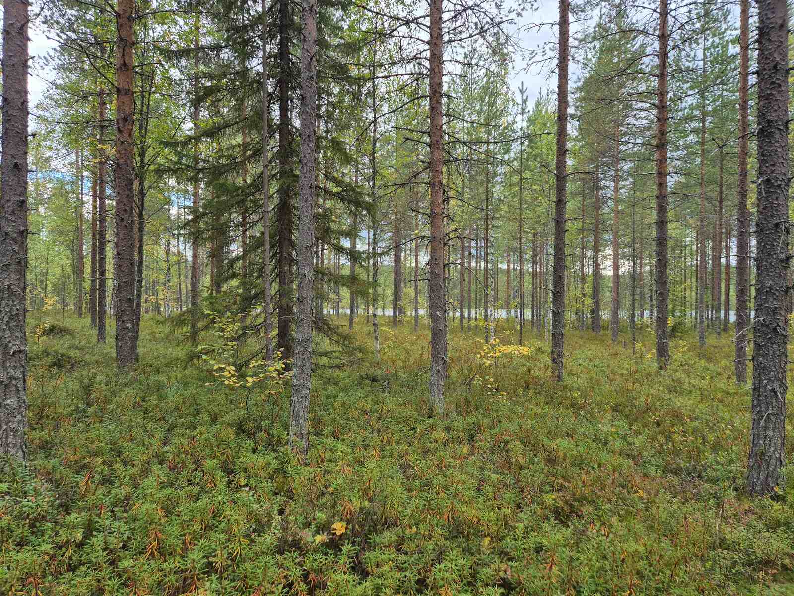 Tontin tasaista maastoa ja harvaan kasvavia mäntyjä, sää on pilvinen.