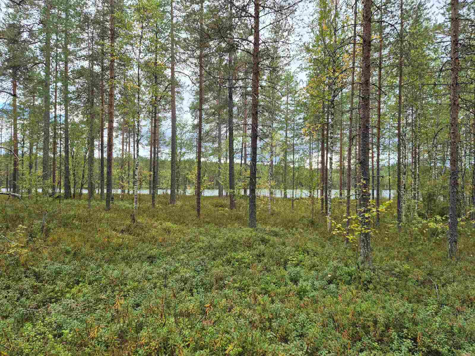 Rannantuntumassa kasvaa varttuneita mäntyjä ja nuoria lehtipuita, taustalla näkyy järvi.