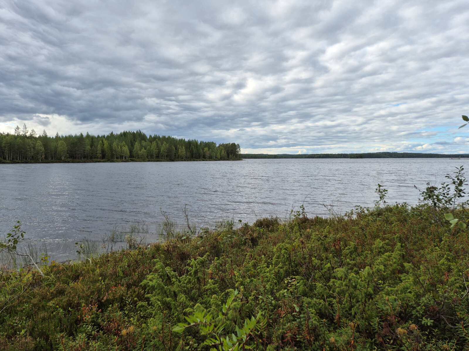 Järvimaisema, taivas on pilvinen, rantatörmällä kasvaa varpuja ja lehtipuun taimia.